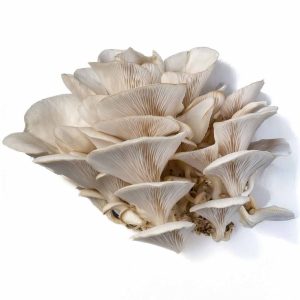 Oyster Mushrooms